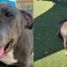 Shelter Dog Finally Feels the Sun Outside Her Kennel, Then Freezes When It’s Time To Go Back