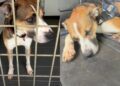 Shelter Dog Lives With the Trauma of Previous Owners Surrendering Him