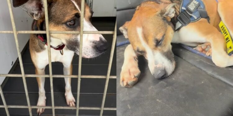 Shelter Dog Lives With the Trauma of Previous Owners Surrendering Him