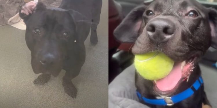 Shelter’s Longest Resident Dog Hoping To Get Adopted Is a Certified ‘Social Butterfly’