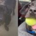 Shelter’s Longest Resident Dog Hoping To Get Adopted Is a Certified ‘Social Butterfly’