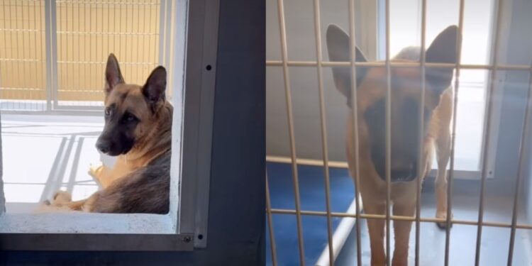 Shelter Dog Was Once the ‘Perfect Cuddler,’ but Fights for His Life Alone Now