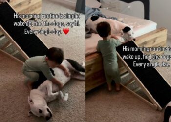 Toddler’s Morning Routine Includes Finding the Dogs & Greeting Them With Belly Rubs