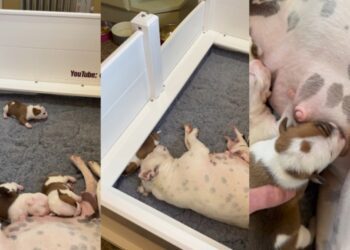 Mama Dog’s Baby Gets Separated From Her, Then Struggles To Find His Way Back Into Her Embrace