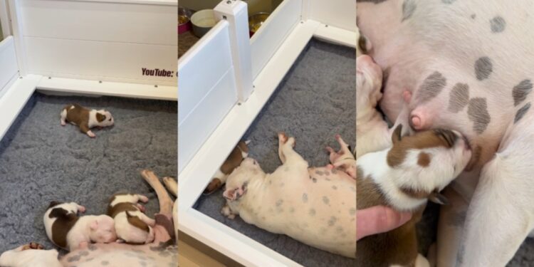 Mama Dog’s Baby Gets Separated From Her, Then Struggles To Find His Way Back Into Her Embrace
