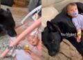 Family Dog Has Been by Baby’s Side Since Day One