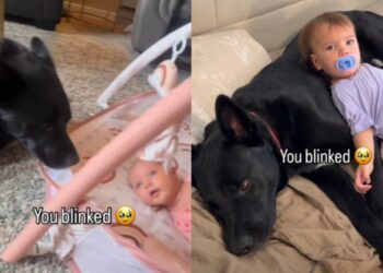 Family Dog Has Been by Baby’s Side Since Day One