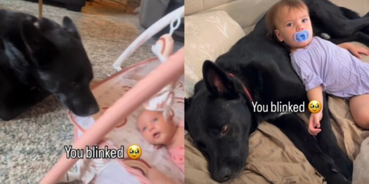 Family Dog Has Been by Baby’s Side Since Day One