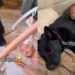 Family Dog Has Been by Baby’s Side Since Day One