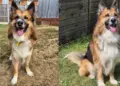 Shelter Dog’s Life Changes in Foster Care — Just Look at Him Now