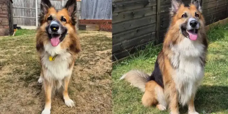 Shelter Dog’s Life Changes in Foster Care — Just Look at Him Now