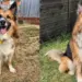 Shelter Dog’s Life Changes in Foster Care — Just Look at Him Now