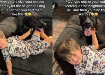 Toddler Welcomes Neighbor’s Dog Inside Like He’s Also Family, Then They Cuddle on the Couch