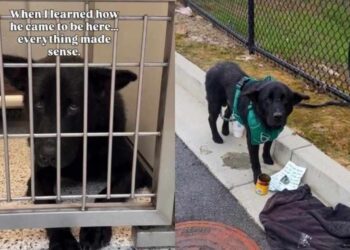 Human Meets the ‘Saddest Looking Dog’ at Shelter & Learns of His Heartbreaking Surrender