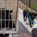 Human Meets the ‘Saddest Looking Dog’ at Shelter & Learns of His Heartbreaking Surrender