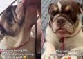 ‘Perfect’ Shelter Dog Was One Step Away From Losing Her Chance, Until the Unthinkable Happened