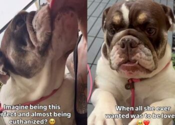 ‘Perfect’ Shelter Dog Was One Step Away From Losing Her Chance, Until the Unthinkable Happened