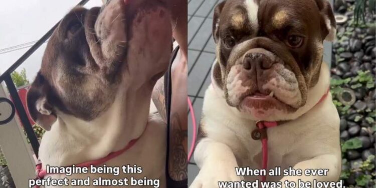 ‘Perfect’ Shelter Dog Was One Step Away From Losing Her Chance, Until the Unthinkable Happened