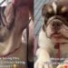 ‘Perfect’ Shelter Dog Was One Step Away From Losing Her Chance, Until the Unthinkable Happened