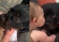 Big Dog Loves Babies & You Can Tell by the Way He’s Always So Gentle