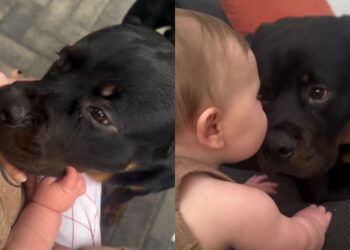 Big Dog Loves Babies & You Can Tell by the Way He’s Always So Gentle