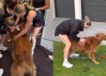 Golden Retriever Crashes Team Meeting — Then Realizes He’s Found His Pack