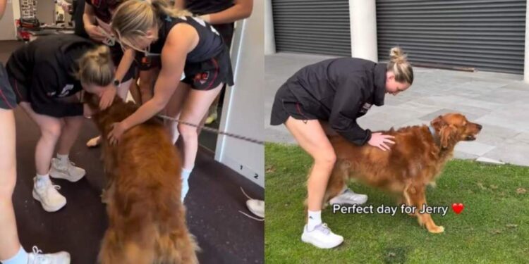 Golden Retriever Crashes Team Meeting — Then Realizes He’s Found His Pack