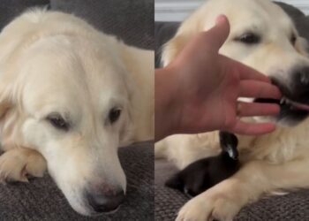Mom Finds Golden Retriever Suspicious, Only To Discover What He’s Been Hiding
