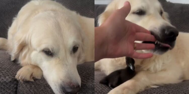 Mom Finds Golden Retriever Suspicious, Only To Discover What He’s Been Hiding