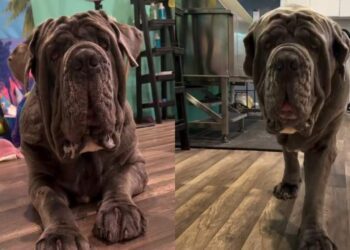 Big Dog Refuses to Get on Grooming Table, Then Somehow He’s the One Exhausted