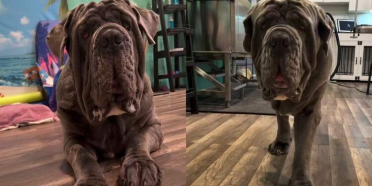 Big Dog Refuses to Get on Grooming Table, Then Somehow He’s the One Exhausted
