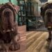 Big Dog Refuses to Get on Grooming Table, Then Somehow He’s the One Exhausted