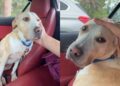 Human Meets Shelter Dog Who Did Everything Right but Doesn’t Understand Why She Was Left Behind