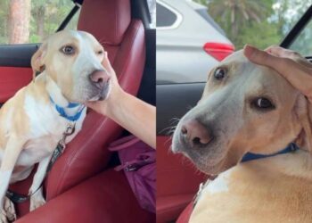 Human Meets Shelter Dog Who Did Everything Right but Doesn’t Understand Why She Was Left Behind