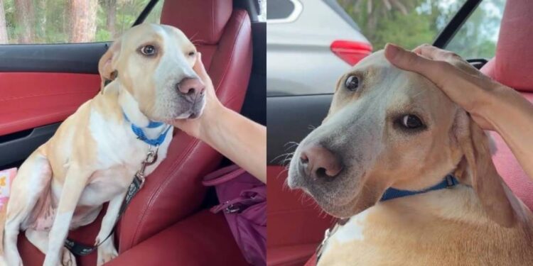 Human Meets Shelter Dog Who Did Everything Right but Doesn’t Understand Why She Was Left Behind