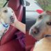 Human Meets Shelter Dog Who Did Everything Right but Doesn’t Understand Why She Was Left Behind