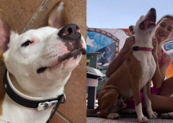 Shelter Dog Thinks Human’s Leaving Him Behind at the Kennel, Unaware a Goodbye Wasn’t in the Cards