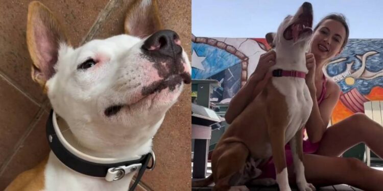 Shelter Dog Thinks Human’s Leaving Him Behind at the Kennel, Unaware a Goodbye Wasn’t in the Cards