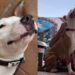 Shelter Dog Thinks Human’s Leaving Him Behind at the Kennel, Unaware a Goodbye Wasn’t in the Cards