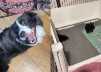 Mama Dog Is Literally Jumping for Joy to Show Owner the Puppies She Just Had