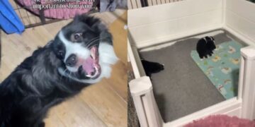 Mama Dog Is Literally Jumping for Joy to Show Owner the Puppies She Just Had