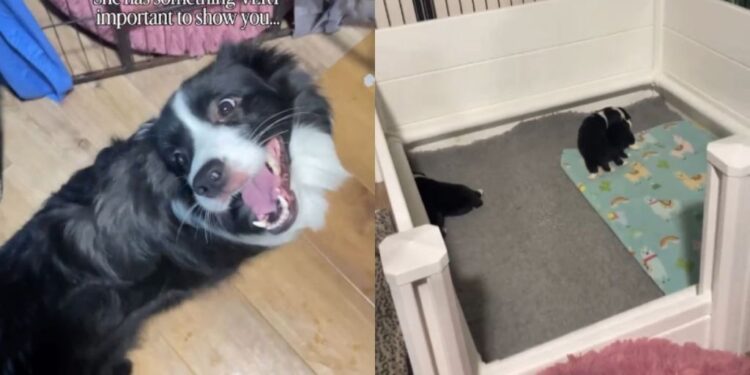 Mama Dog Is Literally Jumping for Joy to Show Owner the Puppies She Just Had
