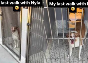 Human Visits Shelter Dog on Her Last Day for One Final Walk, Then the Unthinkable Happens