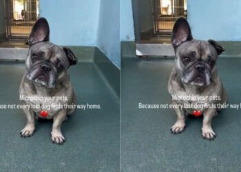 Lost Stray Dog Never Finds Her Way Home, Only To End up in a Shelter & Find Something Better