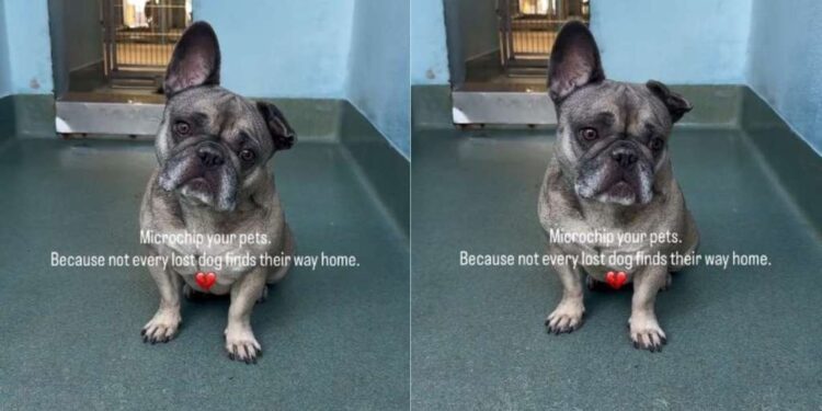Lost Stray Dog Never Finds Her Way Home, Only To End up in a Shelter & Find Something Better
