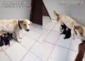 Human Sees Mama Rescue Dog Give Her Babies Everything With Nobody Fighting for Her & Their Heart Sinks