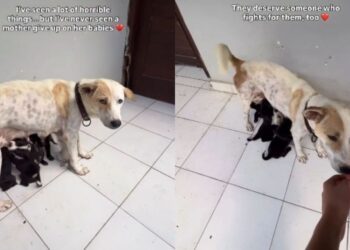 Human Sees Mama Rescue Dog Give Her Babies Everything With Nobody Fighting for Her & Their Heart Sinks