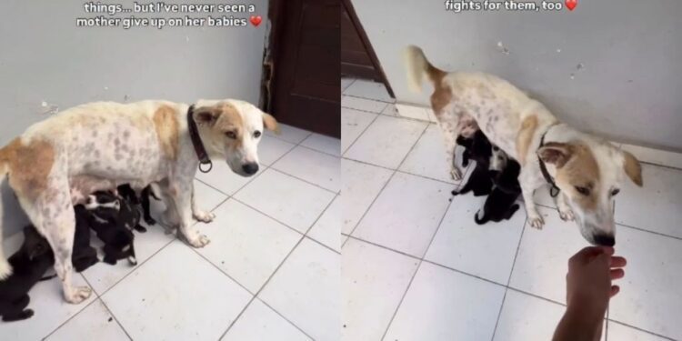 Human Sees Mama Rescue Dog Give Her Babies Everything With Nobody Fighting for Her & Their Heart Sinks