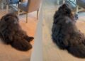 Human Hears Rescue Dog Whining & Comforts Him Anyway, Then Learns the Heartbreaking Reason