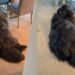 Human Hears Rescue Dog Whining & Comforts Him Anyway, Then Learns the Heartbreaking Reason